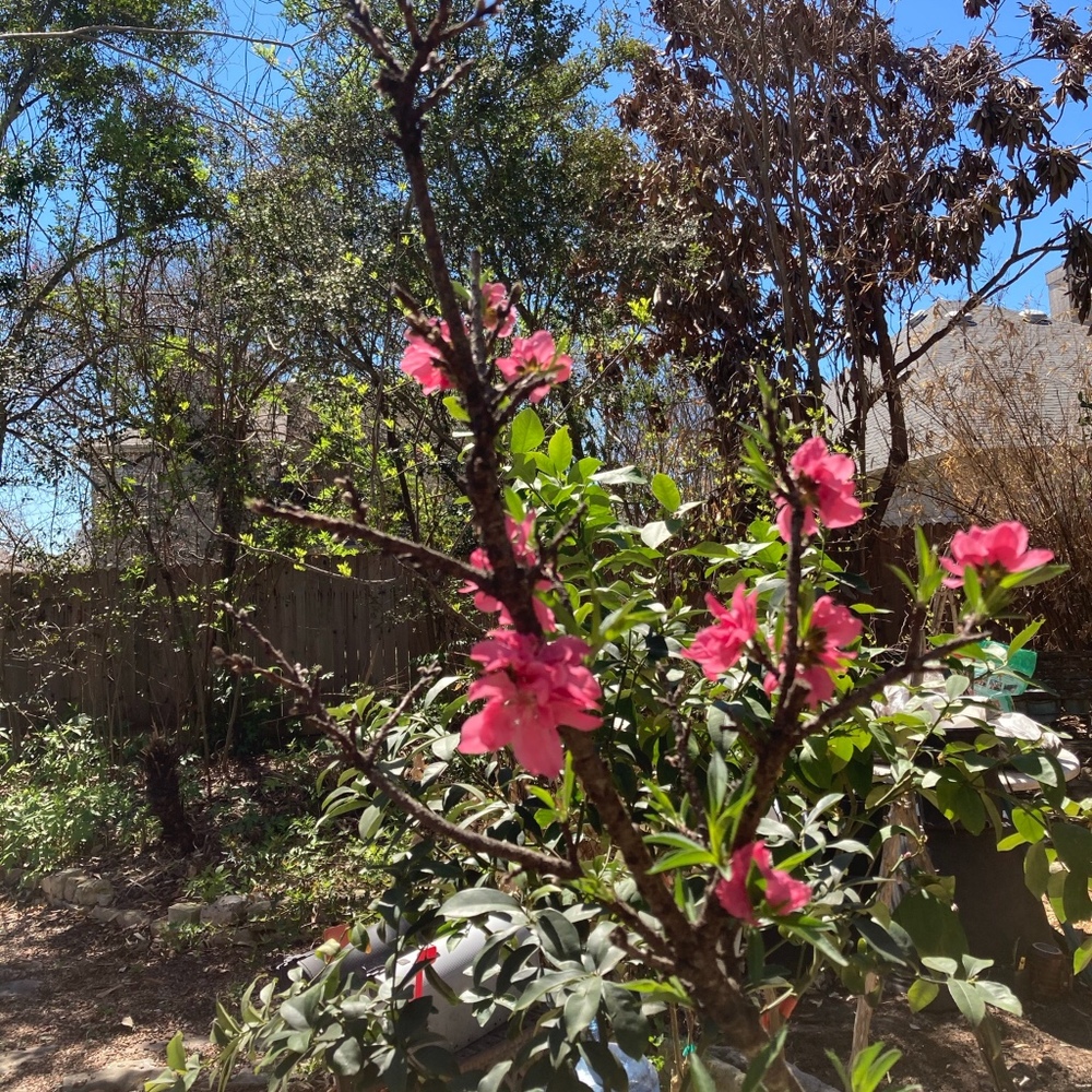 Meet your Posher, Linda